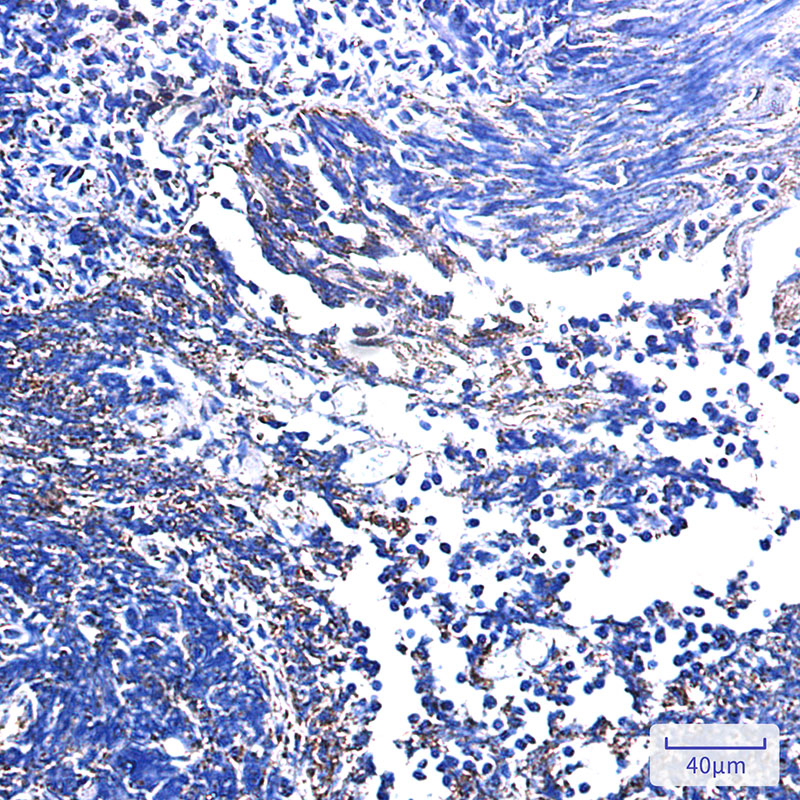 2 - Complex III Subunit 7 Rabbit mAb AP76232