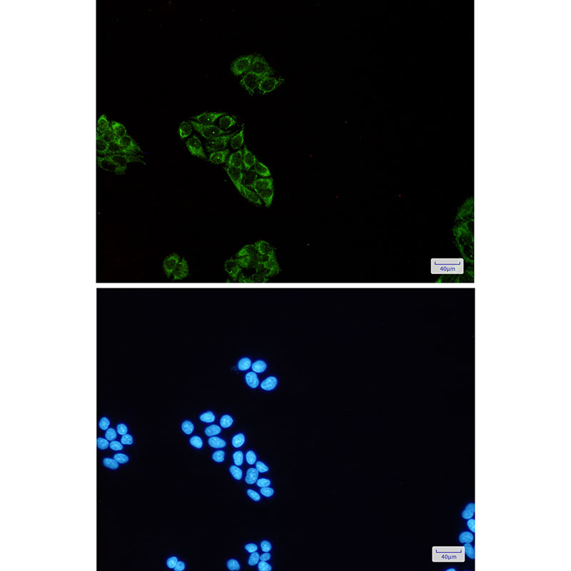 2 - USP10 Rabbit mAb AP76233