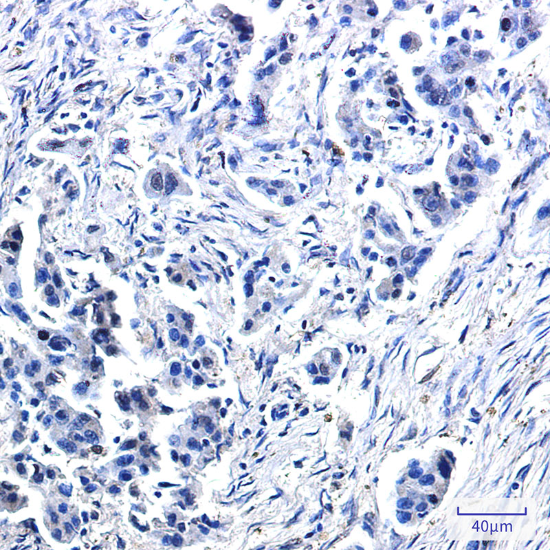 8 - USP10 Rabbit mAb AP76233