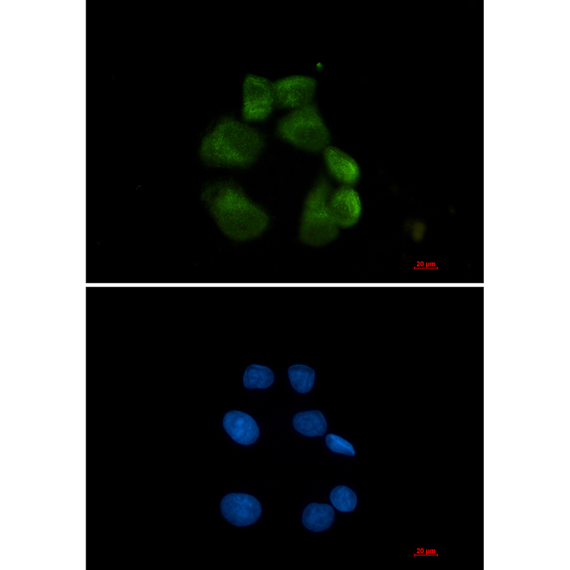 1 - USP13 Rabbit mAb AP76234
