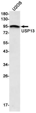 8 - USP13 Rabbit mAb AP76234