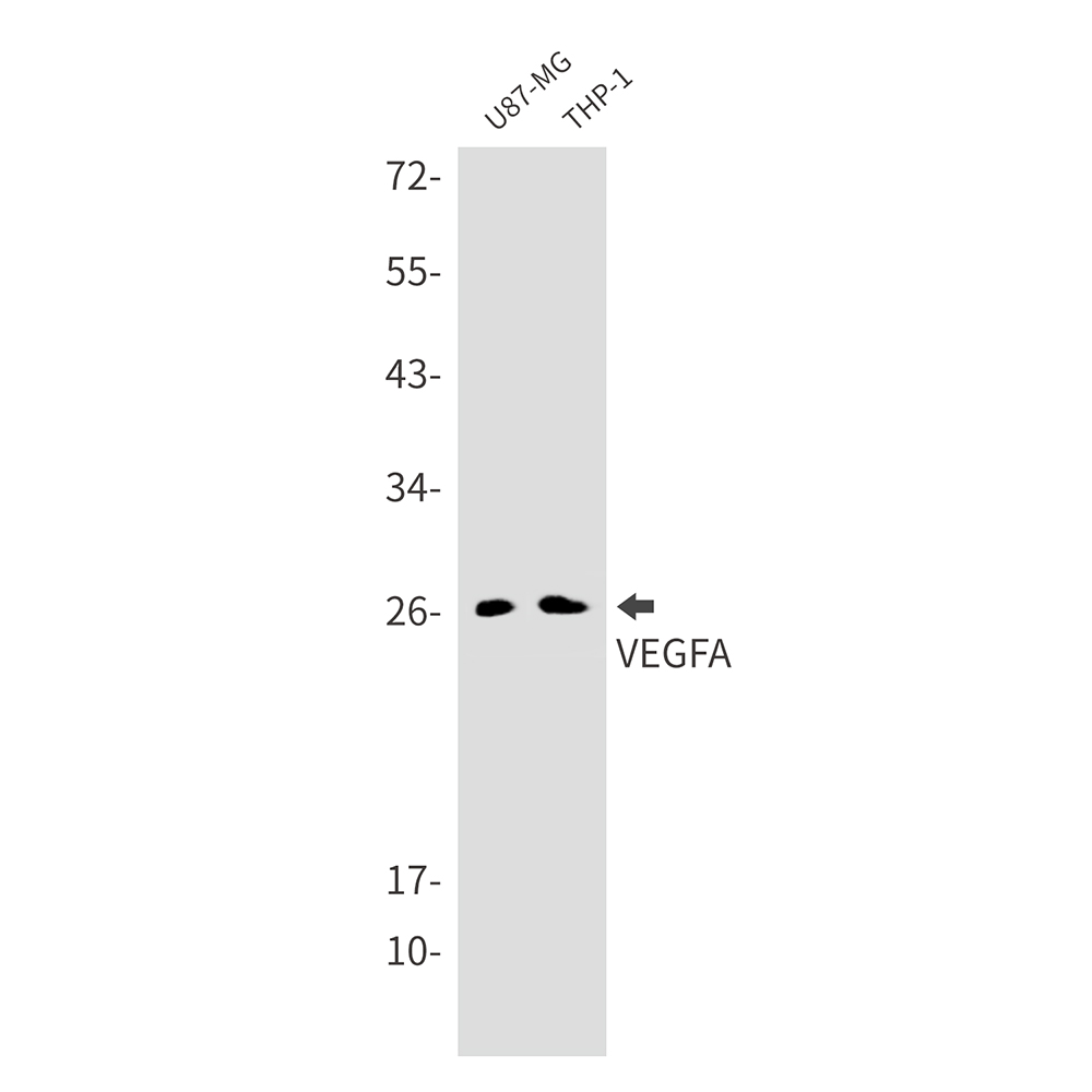 1 - VEGFA Rabbit mAb AP76243