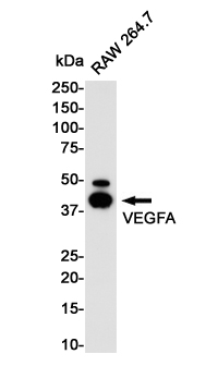 0 - VEGFA Rabbit mAb AP76243