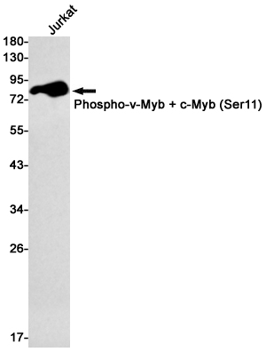 1 - Phospho-c Myb (Ser11) Rabbit mAb AP76252