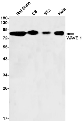 1 - WAVE1 Rabbit mAb AP76256
