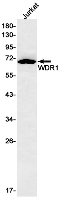1 - WDR1 Rabbit mAb AP76257