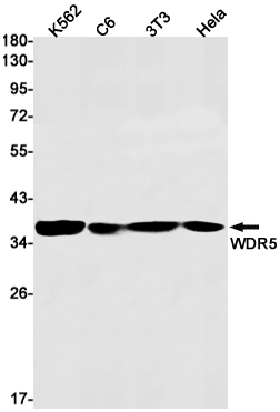 1 - WDR5 Rabbit mAb AP76258