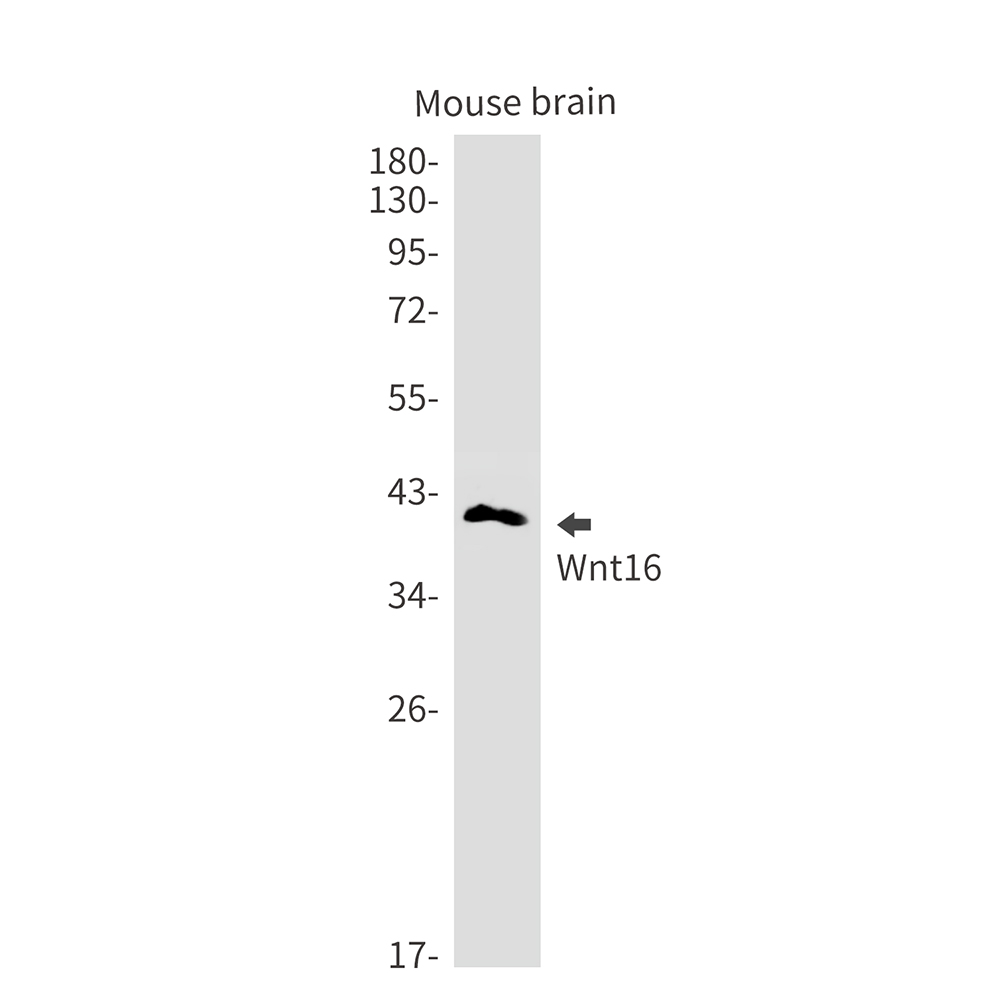 1 - Wnt16 Rabbit mAb AP76259
