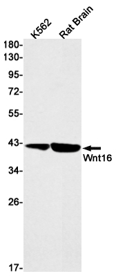 0 - Wnt16 Rabbit mAb AP76259