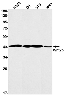 8 - Wnt2b Rabbit mAb AP76260