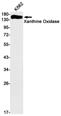 1 - Xanthine Oxidase Rabbit mAb AP76262