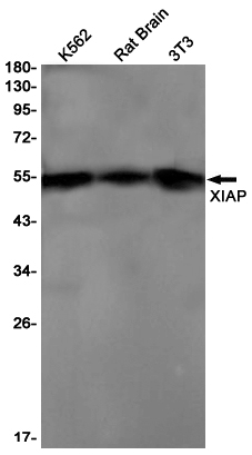 1 - XIAP Rabbit mAb AP76263