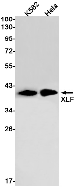 1 - XLF Rabbit mAb AP76264