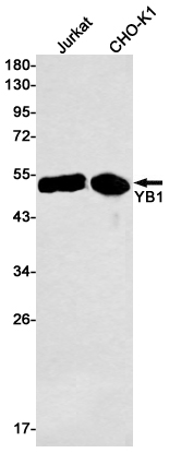 8 - YB1 Rabbit mAb AP76269
