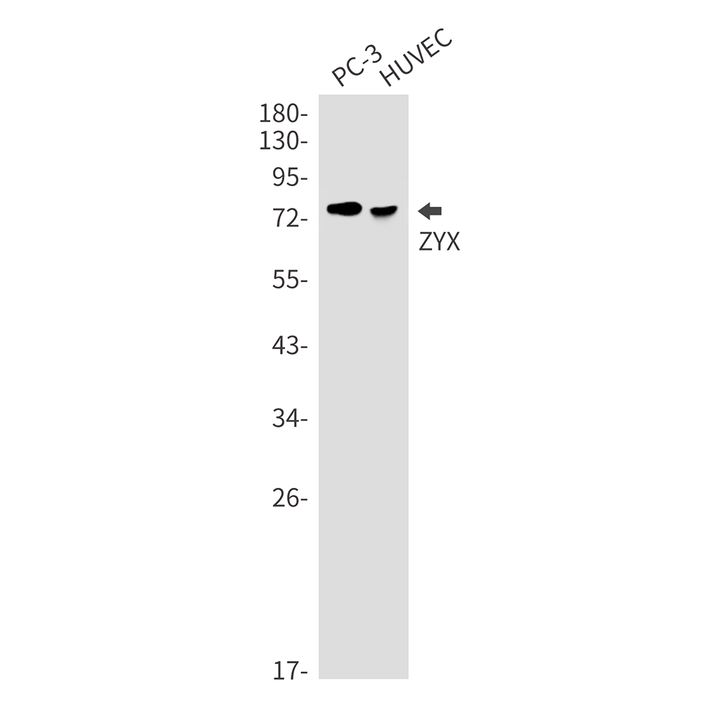2 - ZYX Rabbit mAb AP76277