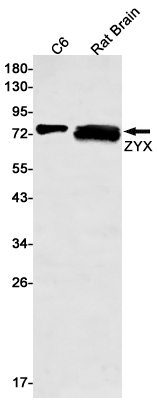 8 - ZYX Rabbit mAb AP76277