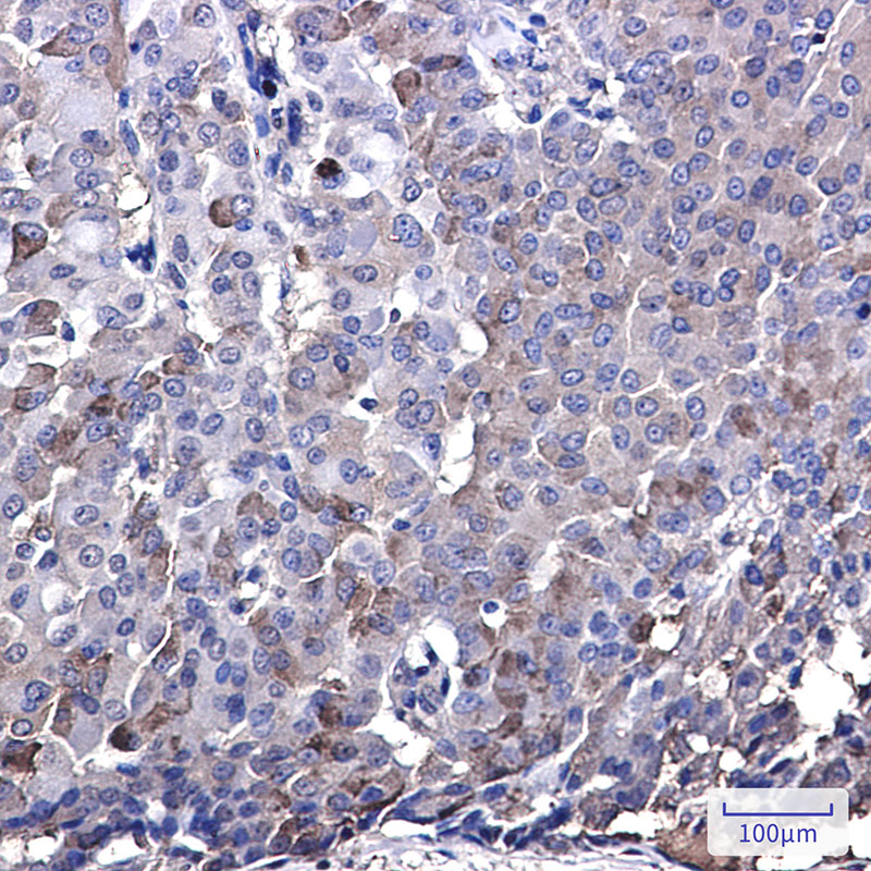8 - IRF7 Rabbit mAb AP76279