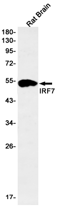 2 - IRF7 Rabbit mAb AP76279