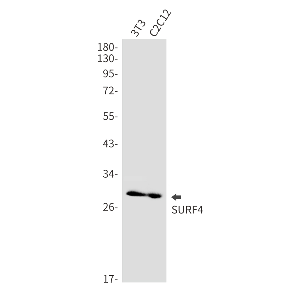 1 - SURF4 Rabbit mAb AP76280