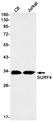 8 - SURF4 Rabbit mAb AP76280
