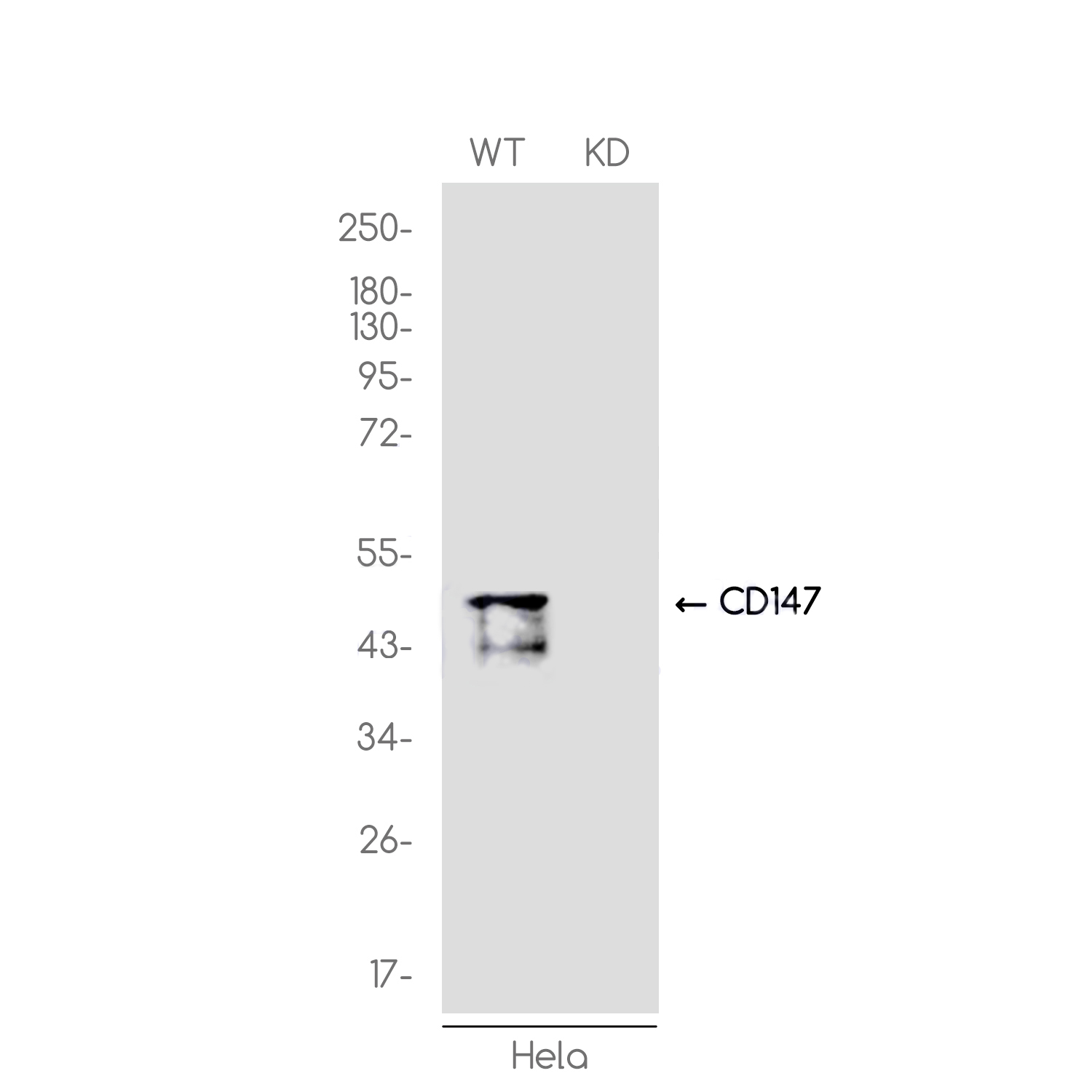 1 - [KD]CD147 Rabbit mAb AP76283