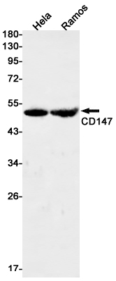 8 - [KD]CD147 Rabbit mAb AP76283