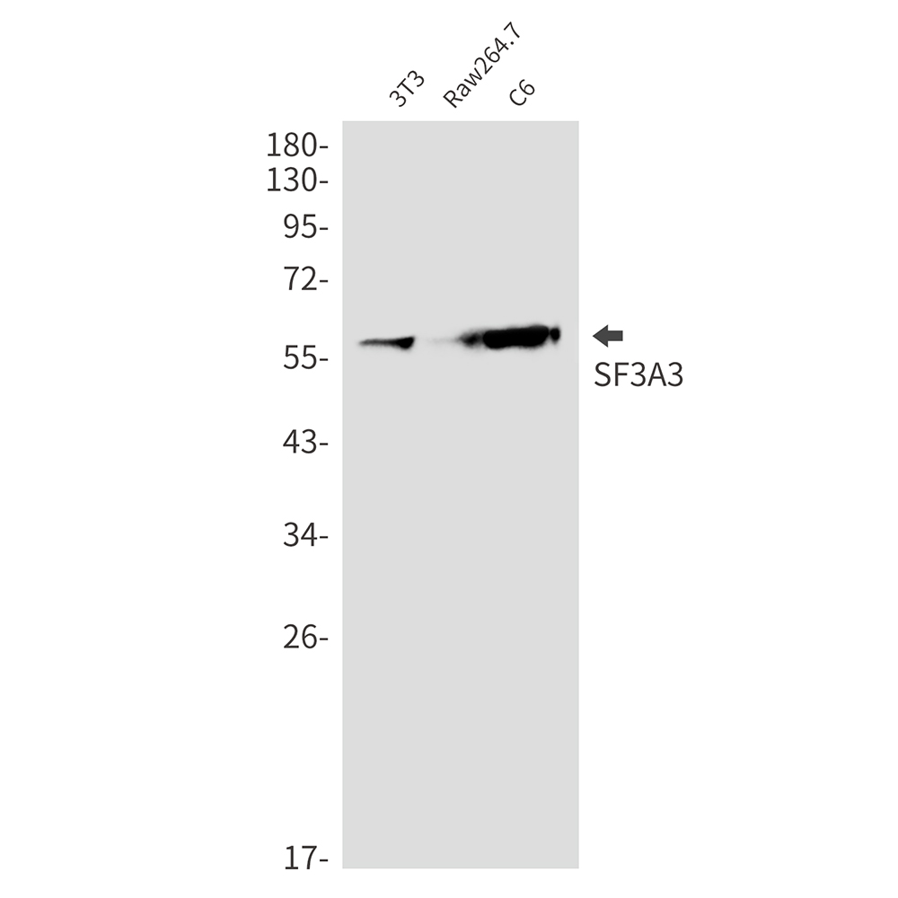1 - SF3A3 Rabbit mAb AP76286