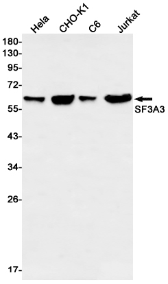 4 - SF3A3 Rabbit mAb AP76286