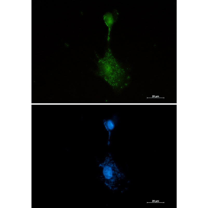 1 - RSK3 Rabbit mAb AP76289