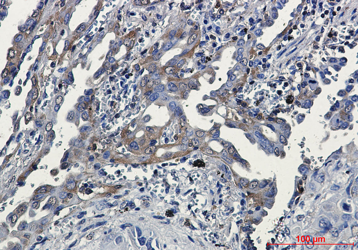 8 - RSK3 Rabbit mAb AP76289