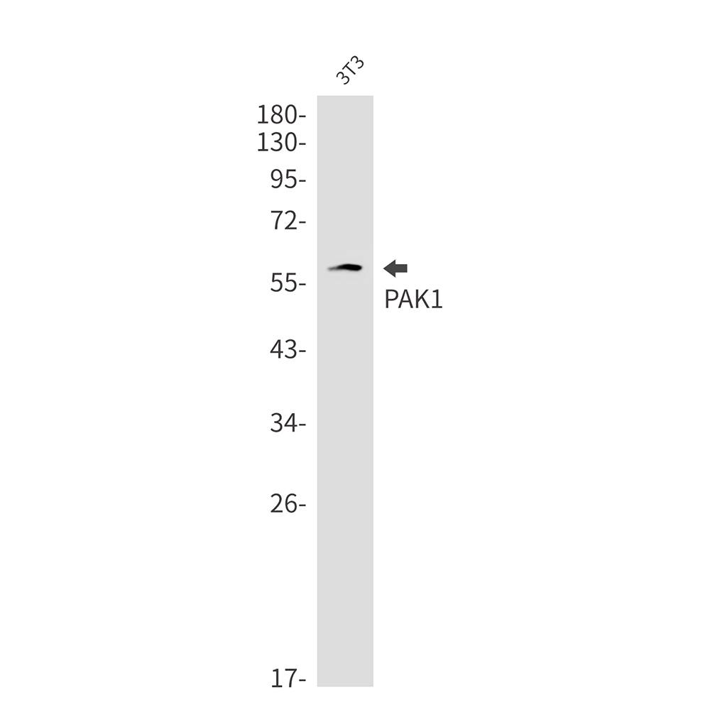 2 - PAK1 Rabbit mAb AP76290