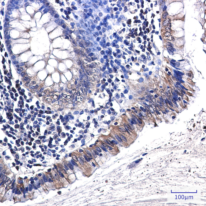 2 - Osteopontin Rabbit mAb AP76291