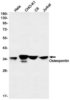 1 - Osteopontin Rabbit mAb AP76291