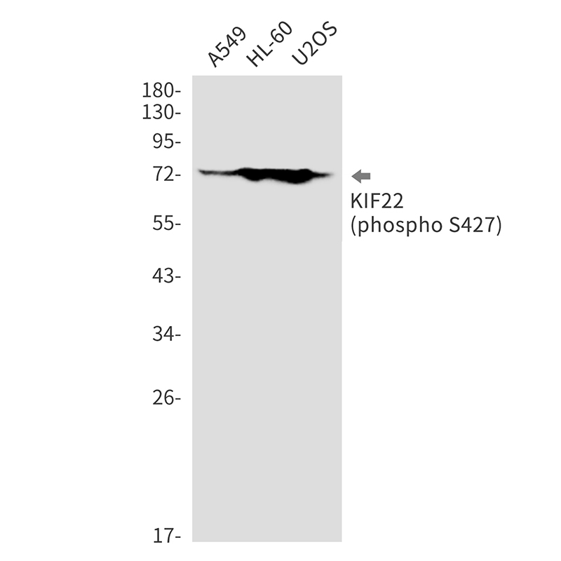 1 - Phospho-KIF22 (Ser427) Rabbit mAb AP76296