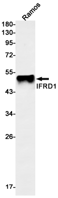 1 - IFRD1 Rabbit mAb AP76299