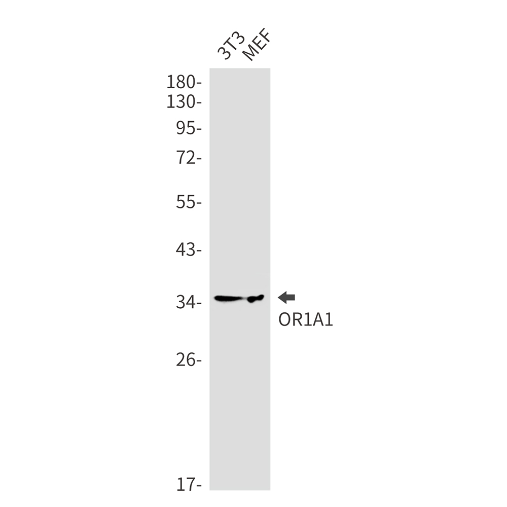 1 - OR1A1 Rabbit mAb AP76301