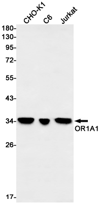 5 - OR1A1 Rabbit mAb AP76301