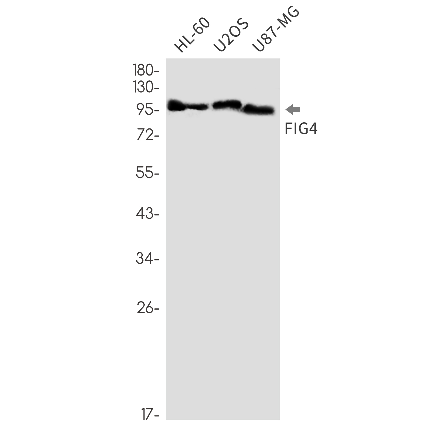 1 - FIG4 Rabbit mAb AP76302