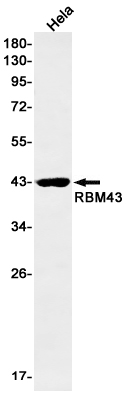 1 - RBM43 Rabbit mAb AP76304