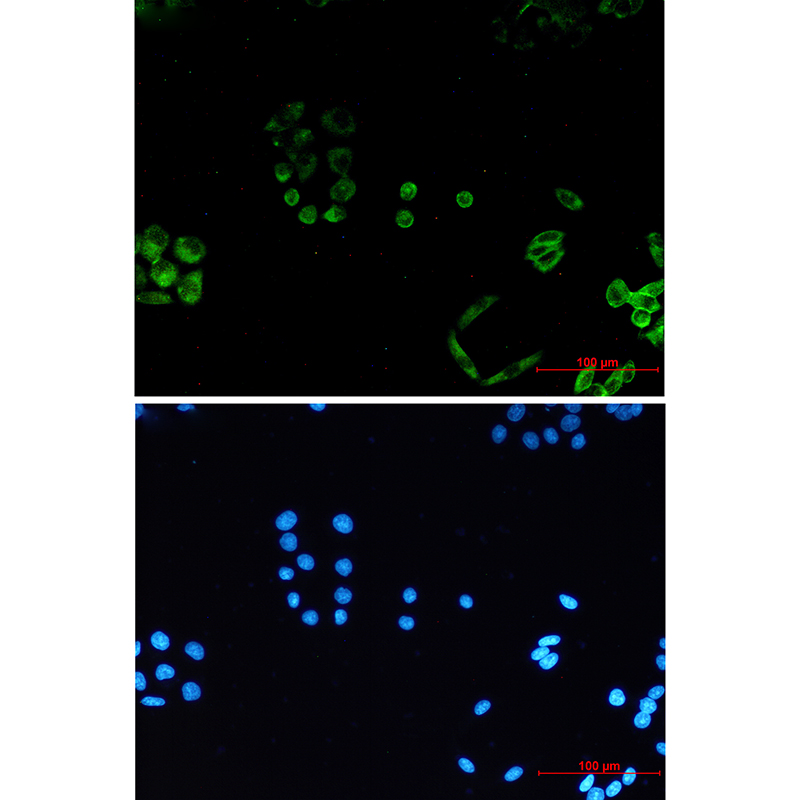 8 - PACSIN3 Rabbit mAb AP76312