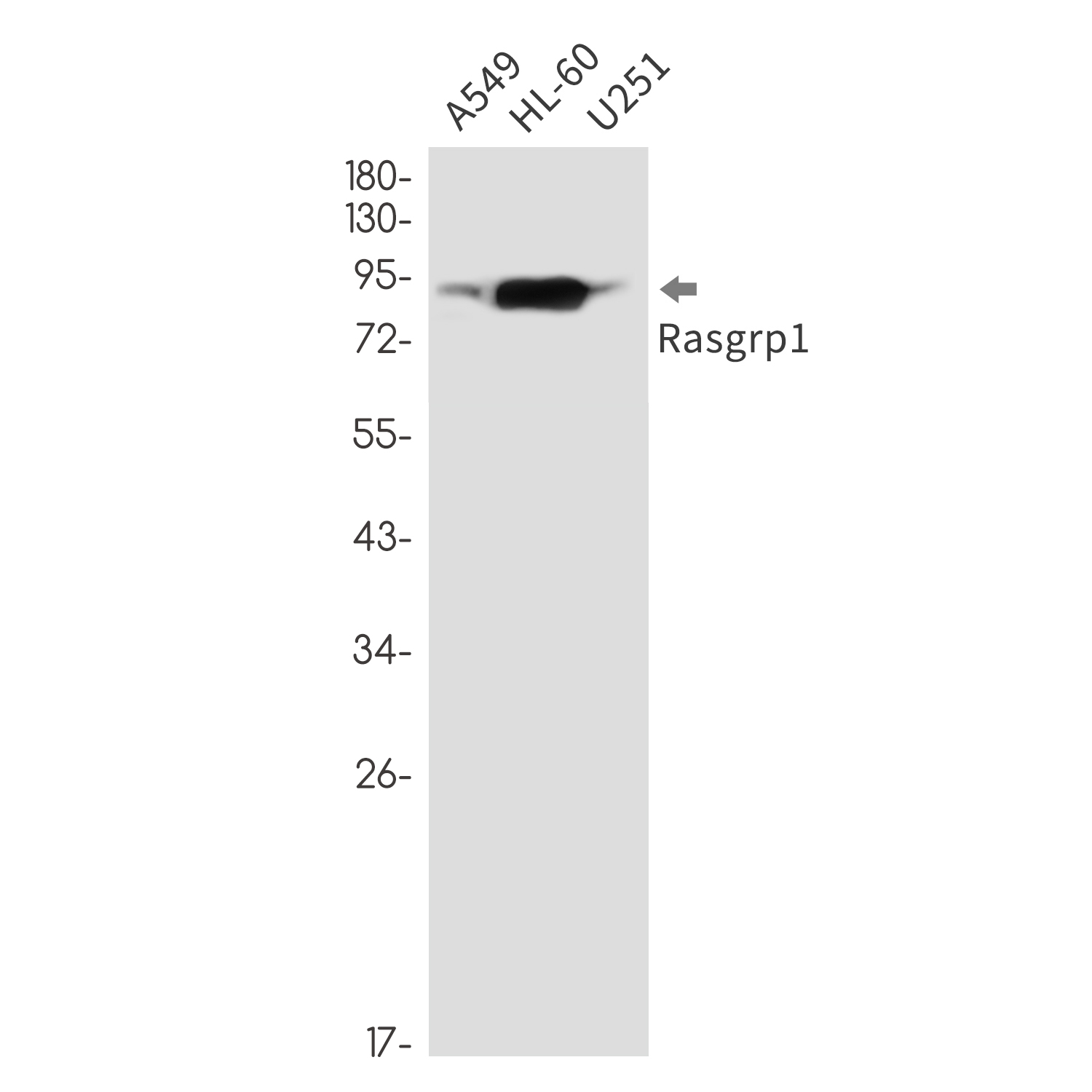 1 - RASGRP1 Rabbit mAb AP76314