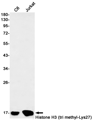 1 - TriMethyl-Histone H3 (Lys27) Rabbit mAb AP76321