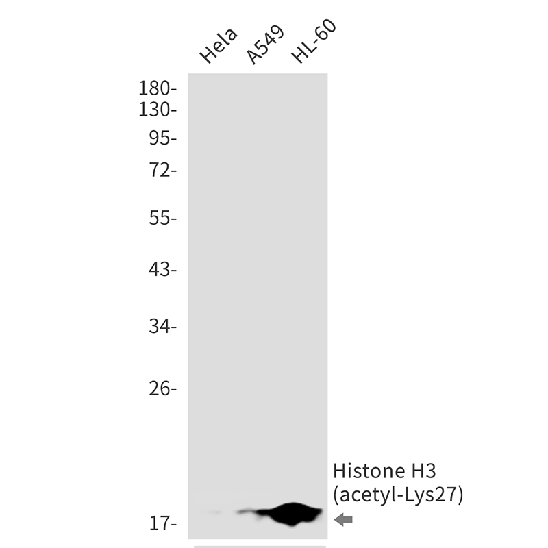 1 - Acetyl-Histone H3 (Lys27) Rabbit mAb AP76322