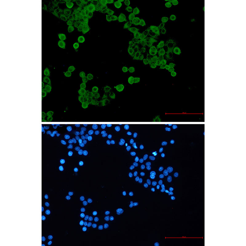 8 - Phospho-AMPK alpha 1 (Ser496) Rabbit mAb AP76324