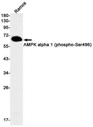 1 - Phospho-AMPK alpha 1 (Ser496) Rabbit mAb AP76324