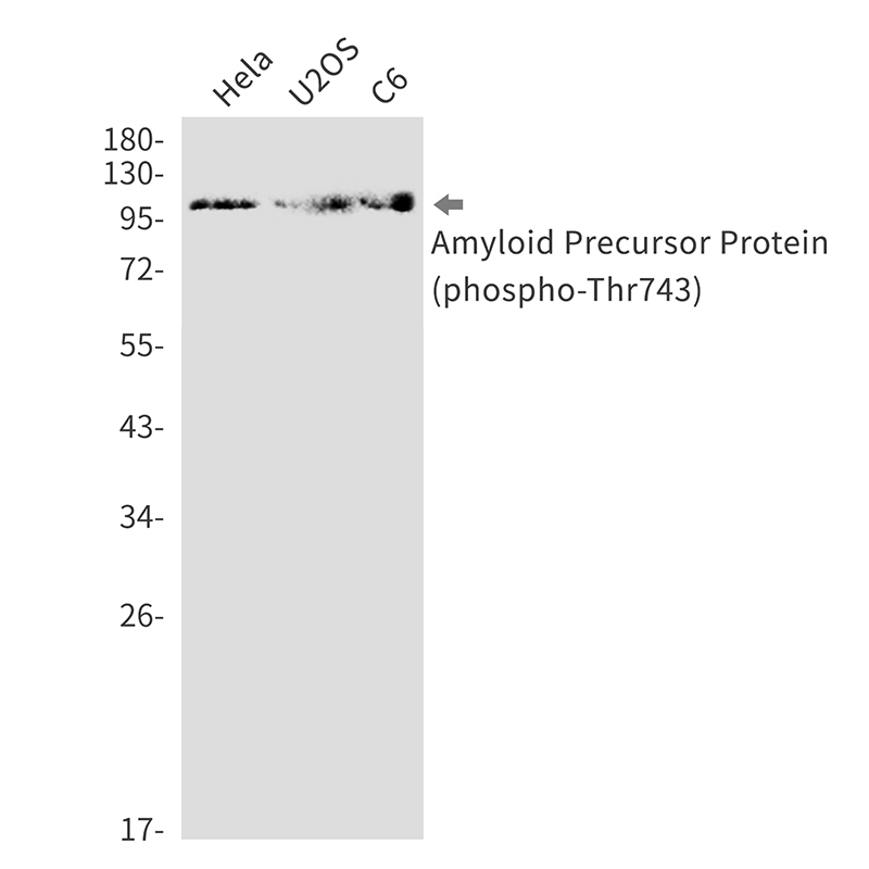 8 - Phospho-Amyloid Precursor Protein (Thr743)  Rabbit mAb AP76325