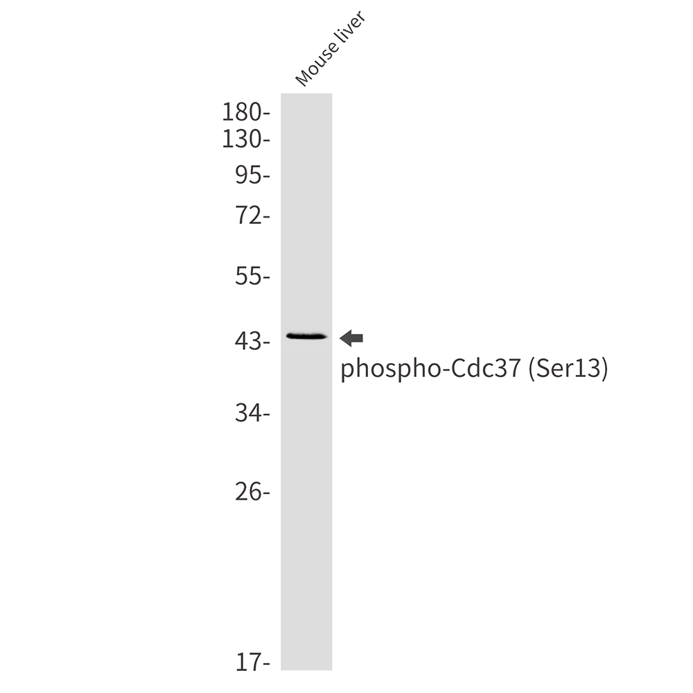 1 - Phospho-CDC37 (Ser13) Rabbit mAb AP76327