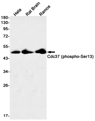 0 - Phospho-CDC37 (Ser13) Rabbit mAb AP76327
