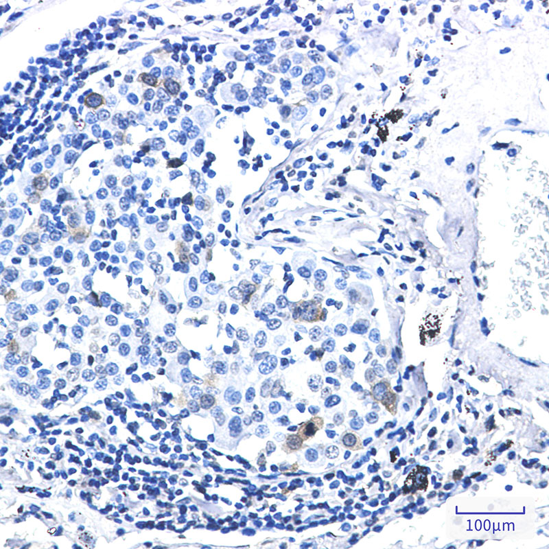2 - Phospho-CDK1/2 (Thr14) Rabbit mAb AP76328