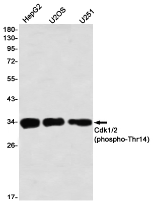 1 - Phospho-CDK1/2 (Thr14) Rabbit mAb AP76328